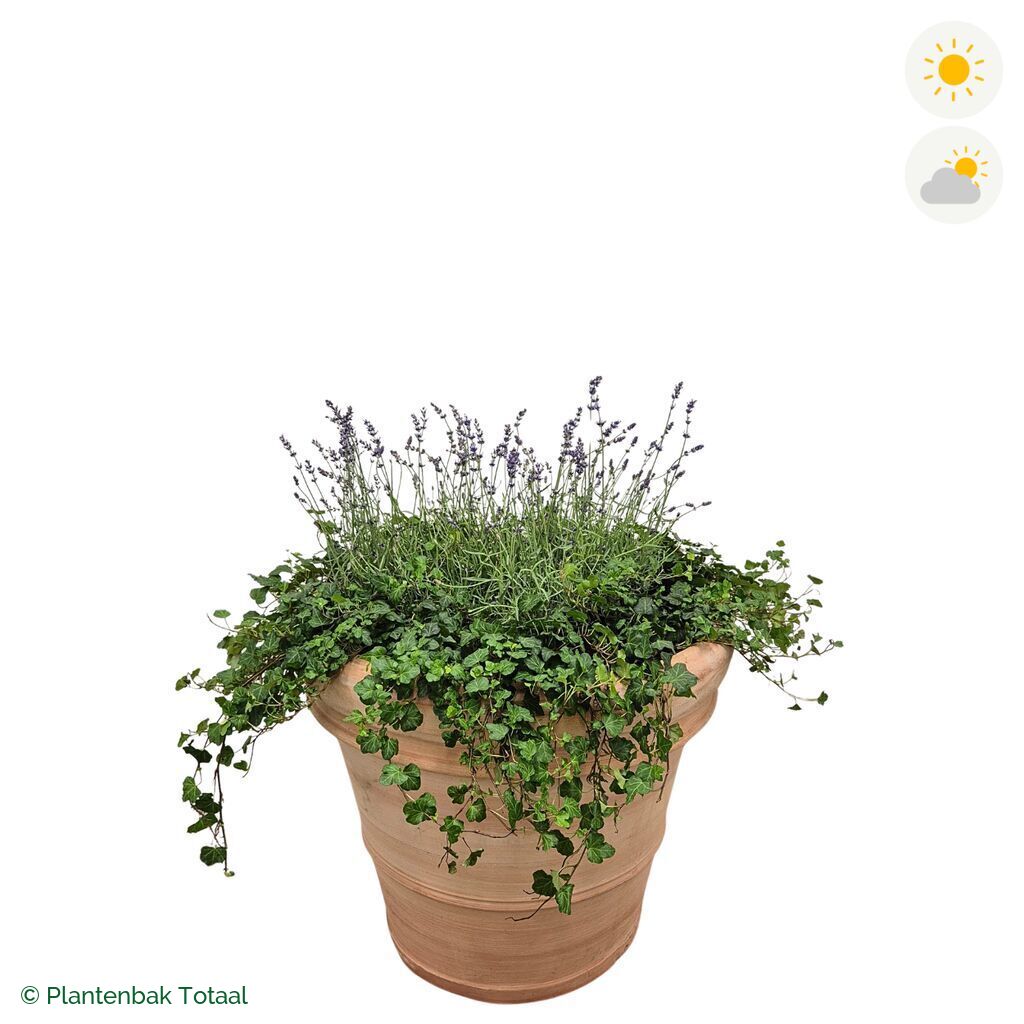 productfoto van plantenbak Terracotta Pot Lavendel Combinatie