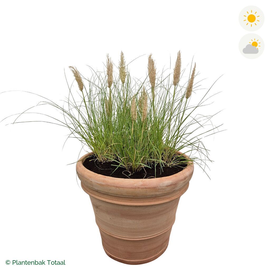 productfoto van plantenbak Terracotta Pot Pampasgras