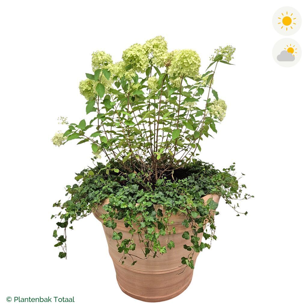 productfoto van plantenbak Terracotta Pot Pluimhortensia Combinatie