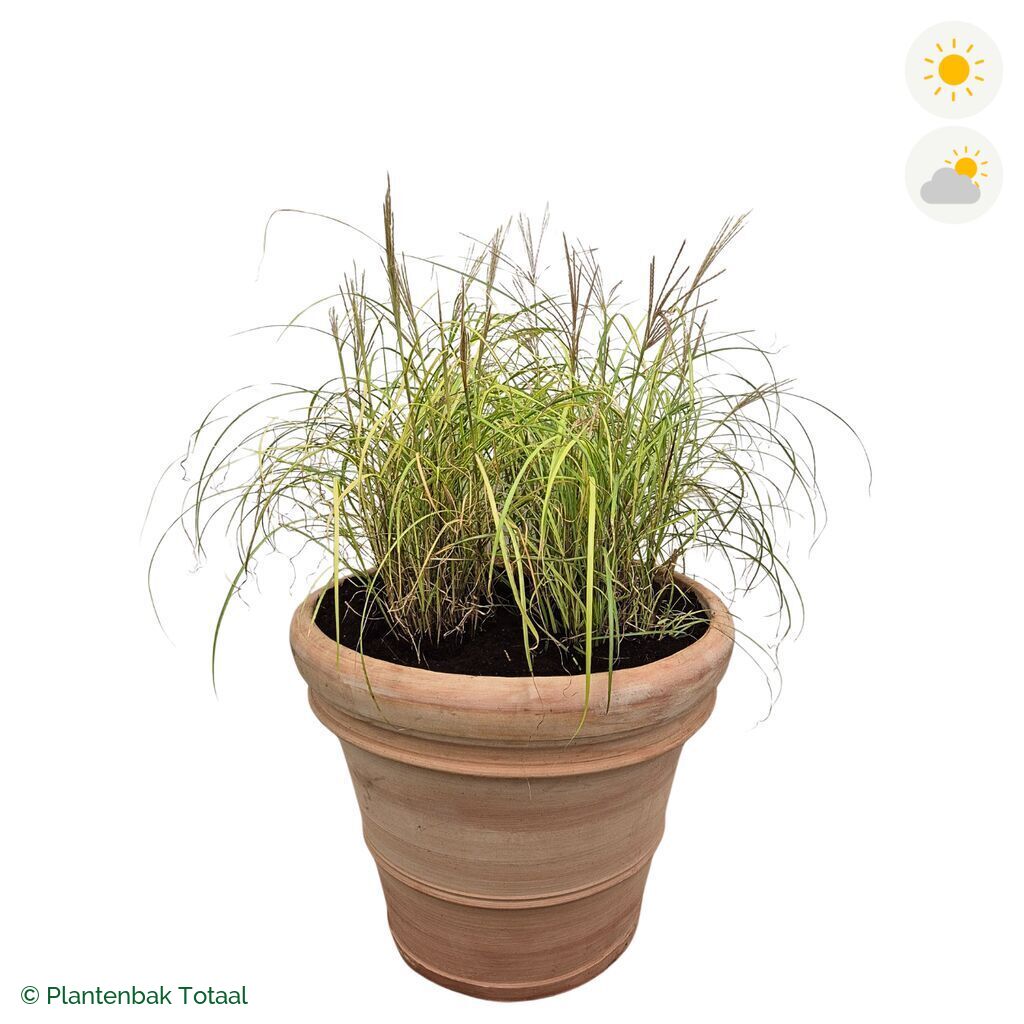 productfoto van plantenbak Terracotta Pot Prachtriet