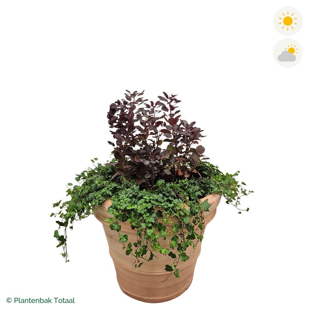 productfoto van plantenbak Terracotta Pot Pruikenboom Combinatie