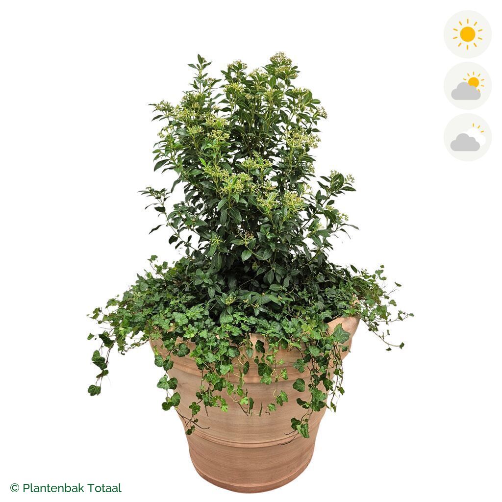 productfoto van plantenbak Terracotta Pot Sneeuwbal Combinatie