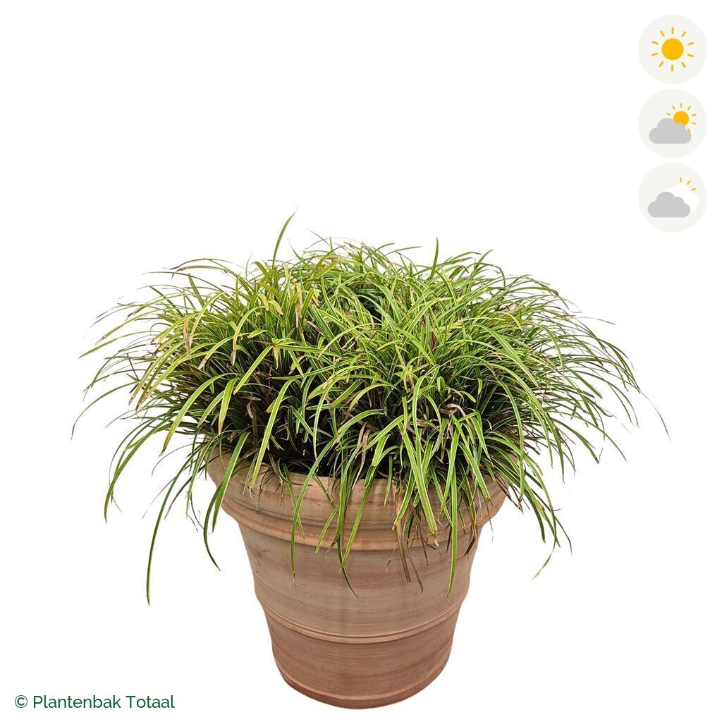 productfoto van plantenbak Terracotta Pot Zegge
